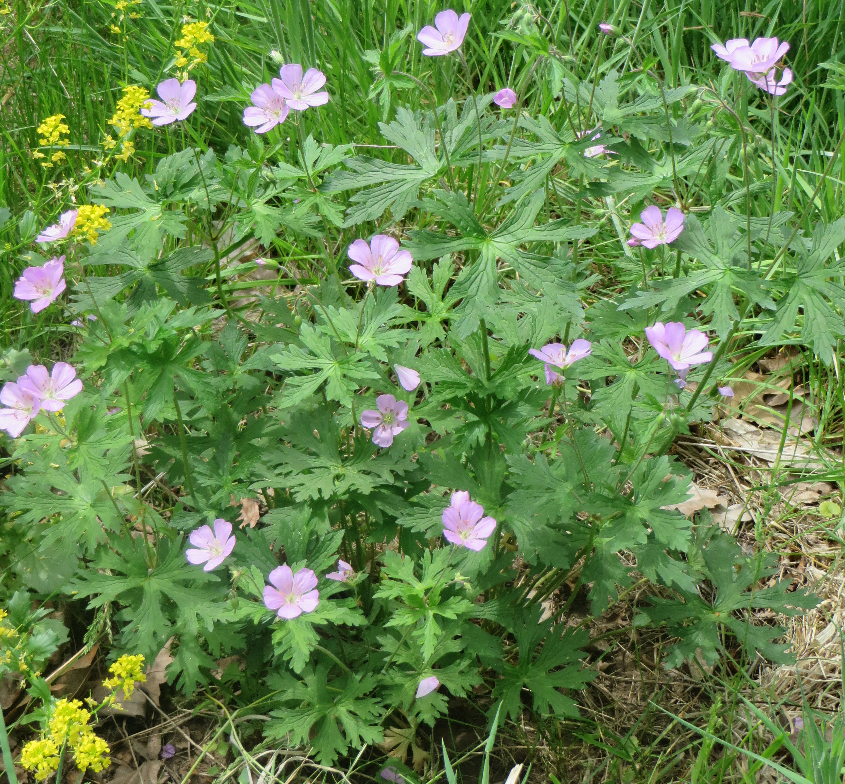 Wild Geranium in Spring Circle. BuxMont Unitarian Universalist Fellowship